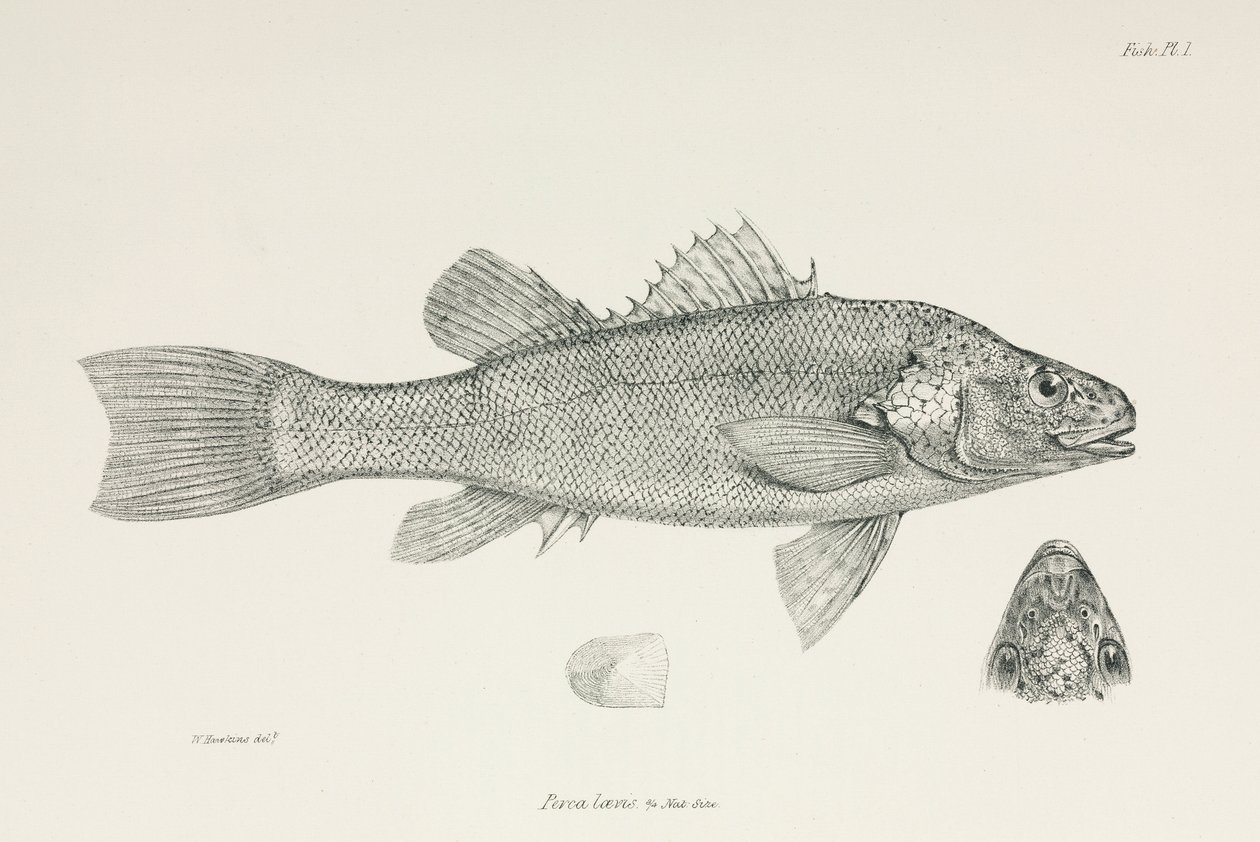 Perche, vers 1832-1836 - Unbekannt