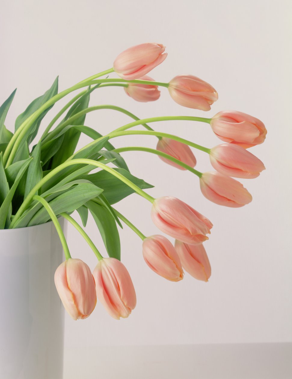 Tulipes roses - Unbekannter Künstler