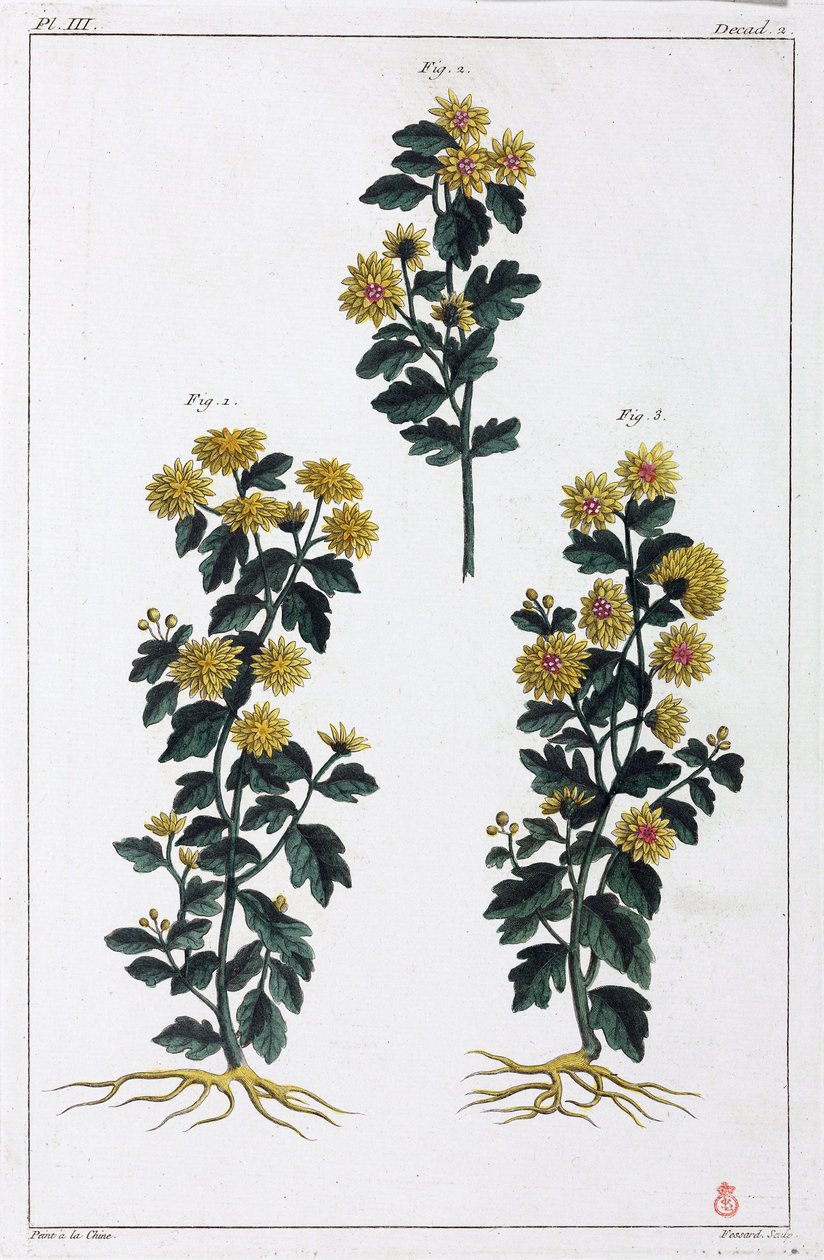 Plantes médicinales, Chine - Unbekannt