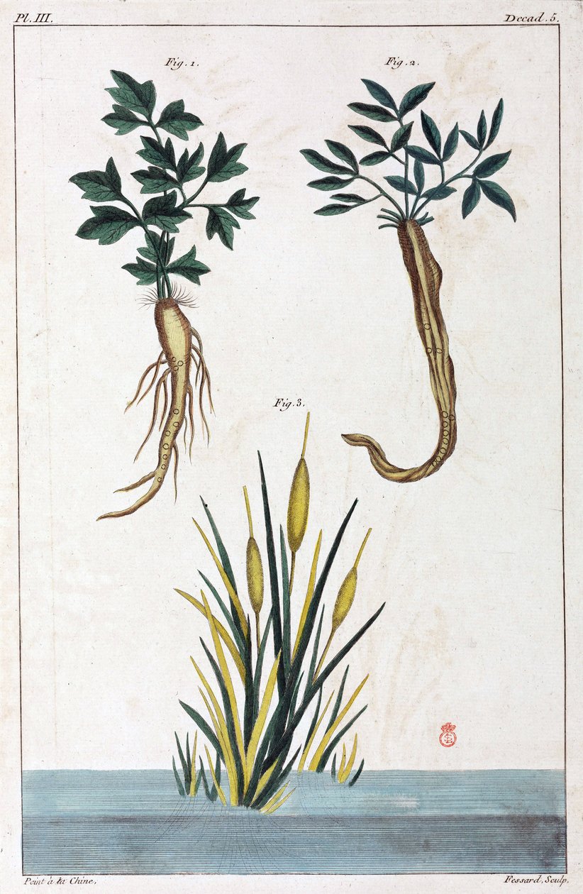 Plantes médicinales, Chine - Unbekannt