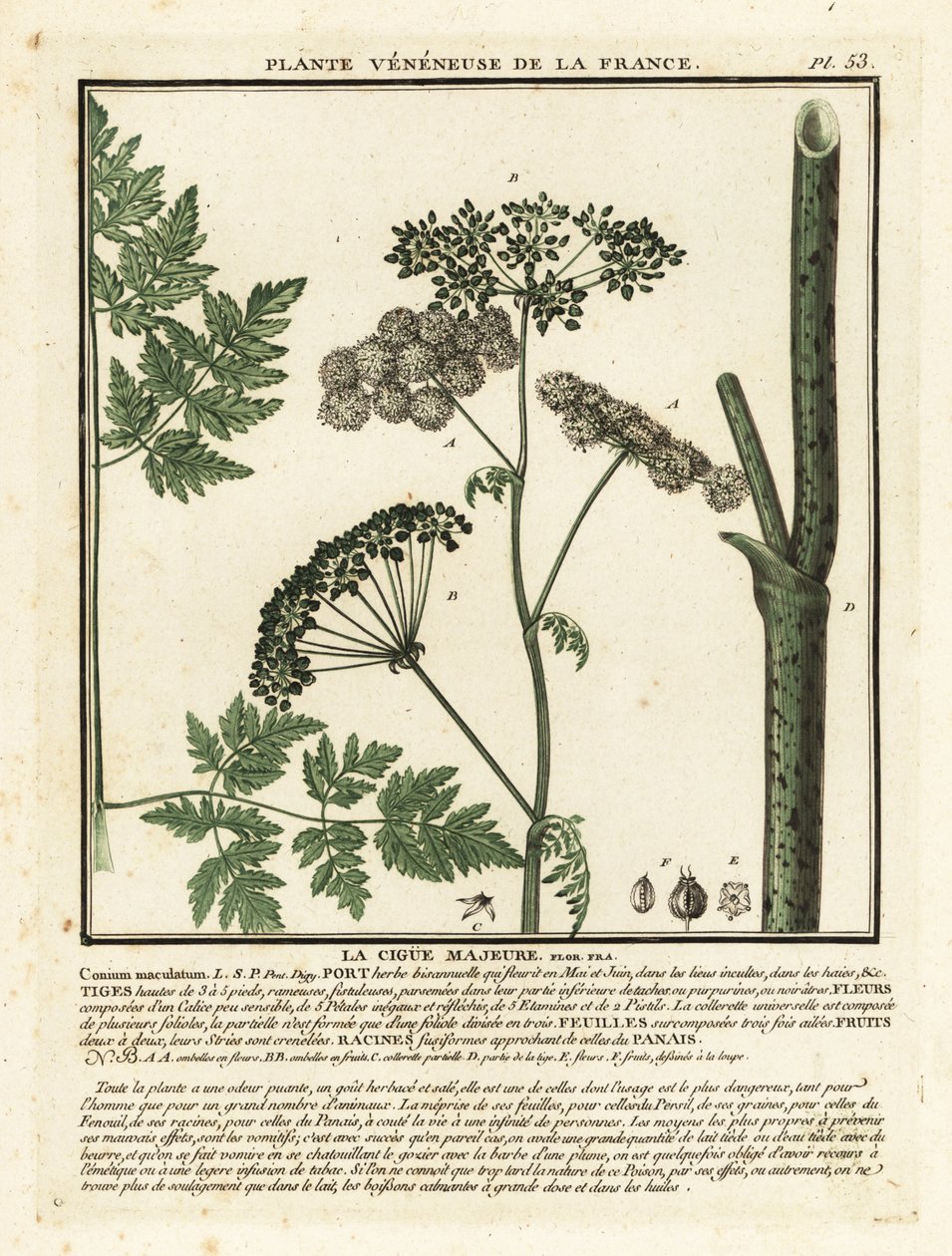 Ciguë tachetée, Conium maculatum - Unbekannter Künstler