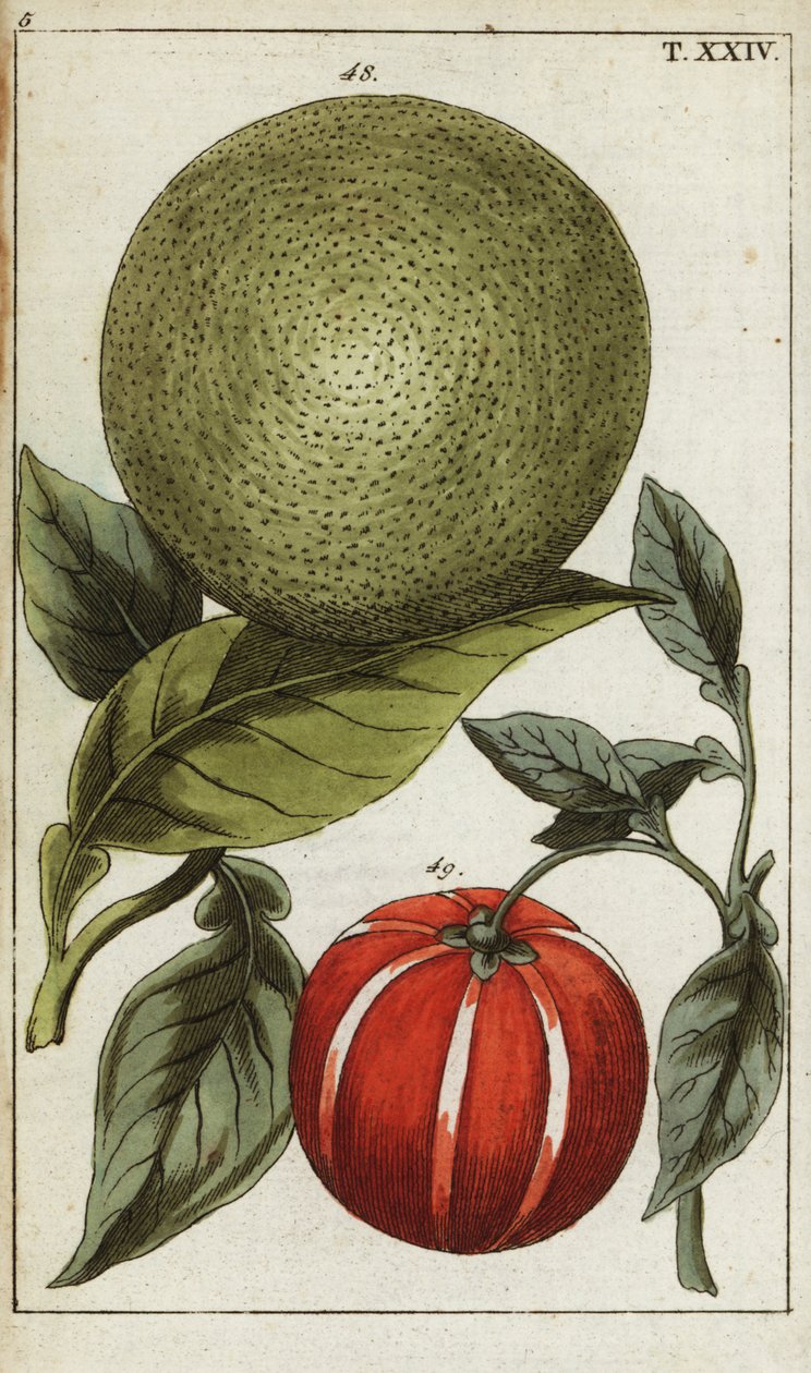 Pamplemousse ou pomelo, Citrus maxima - Unbekannter Künstler