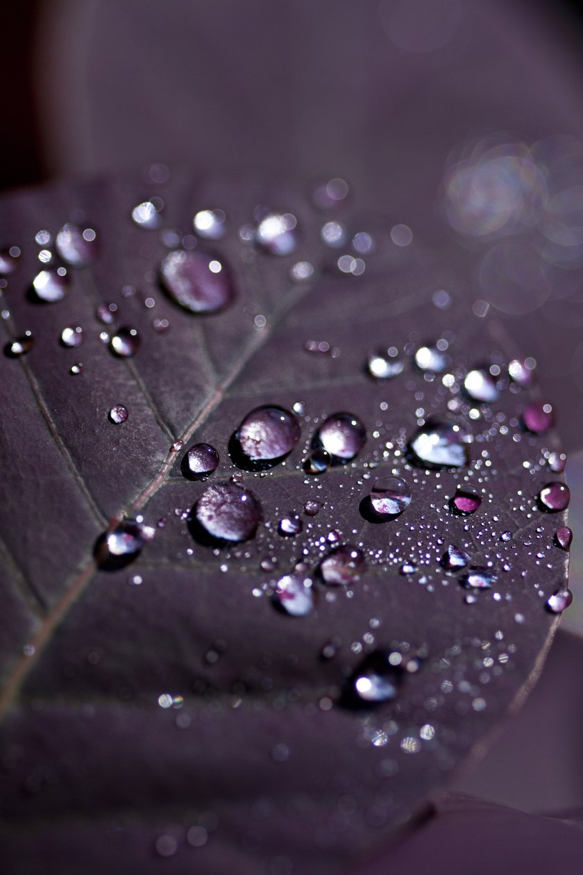 Feuilles violettes II - Unbekannter Künstler