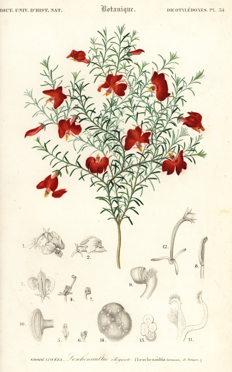 Leschenaultia rouge, Leschenaultia formosa (gravure) - Unbekannter Künstler