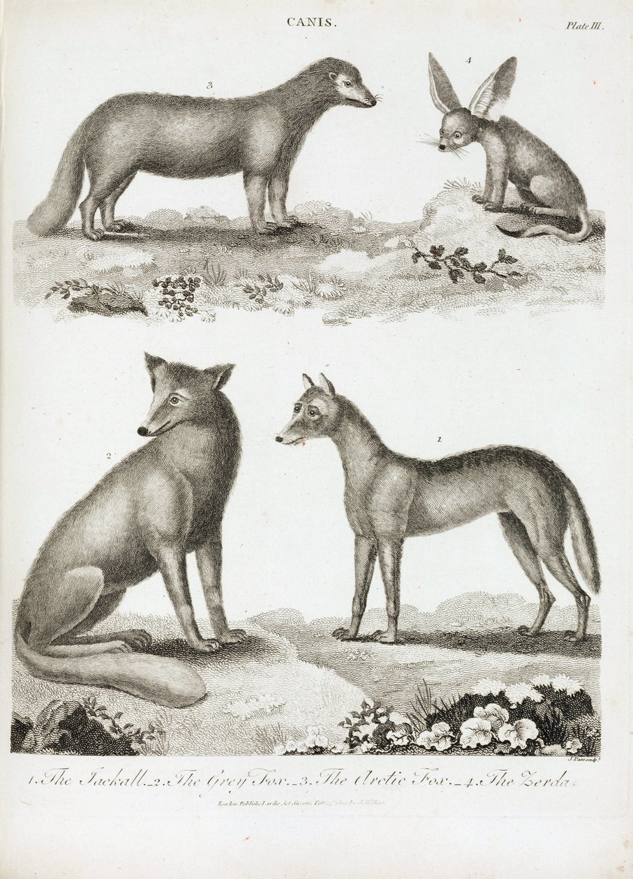 Renards et chacals - Unbekannt