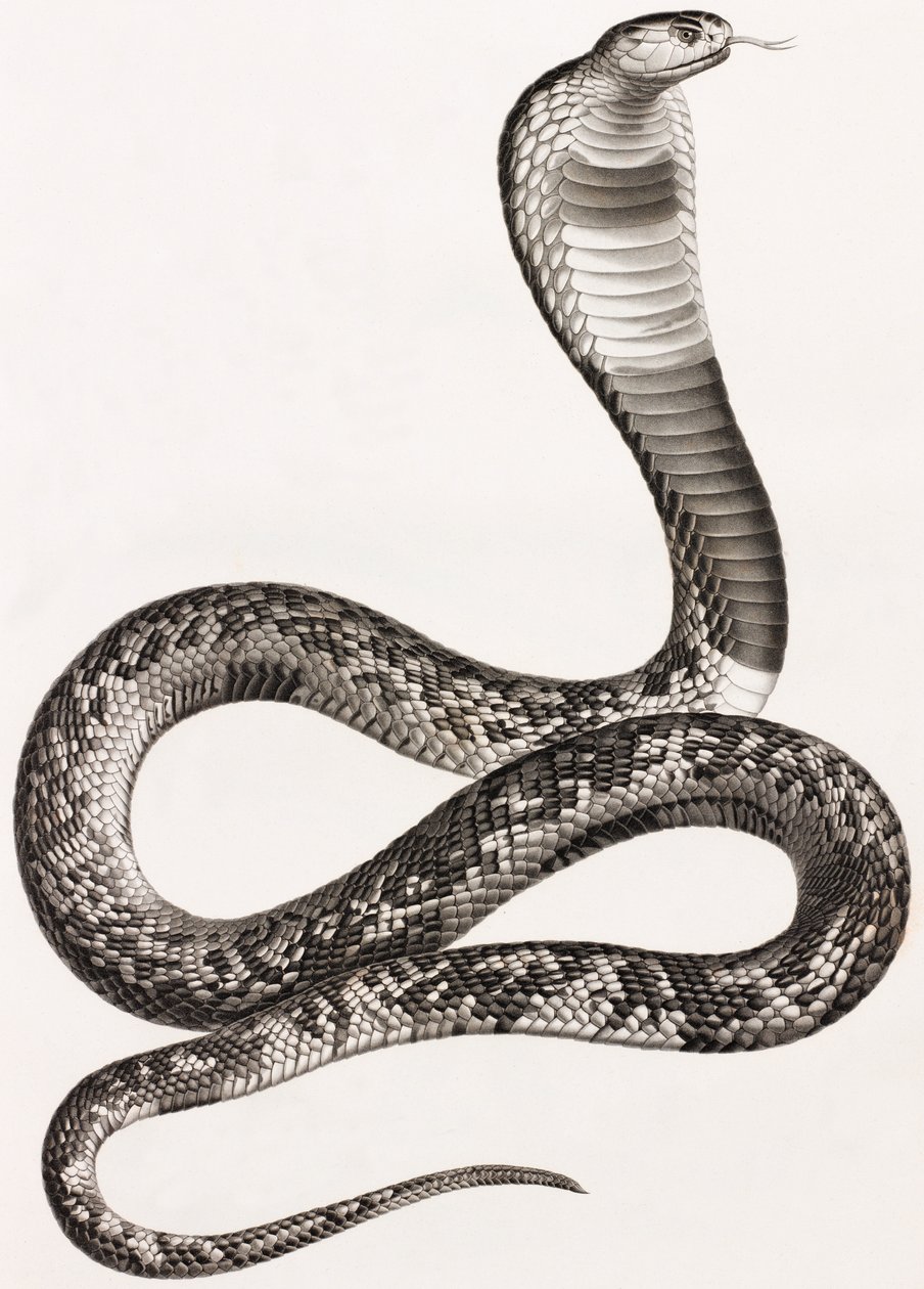 Reptiles : Un Aspic - Unbekannt