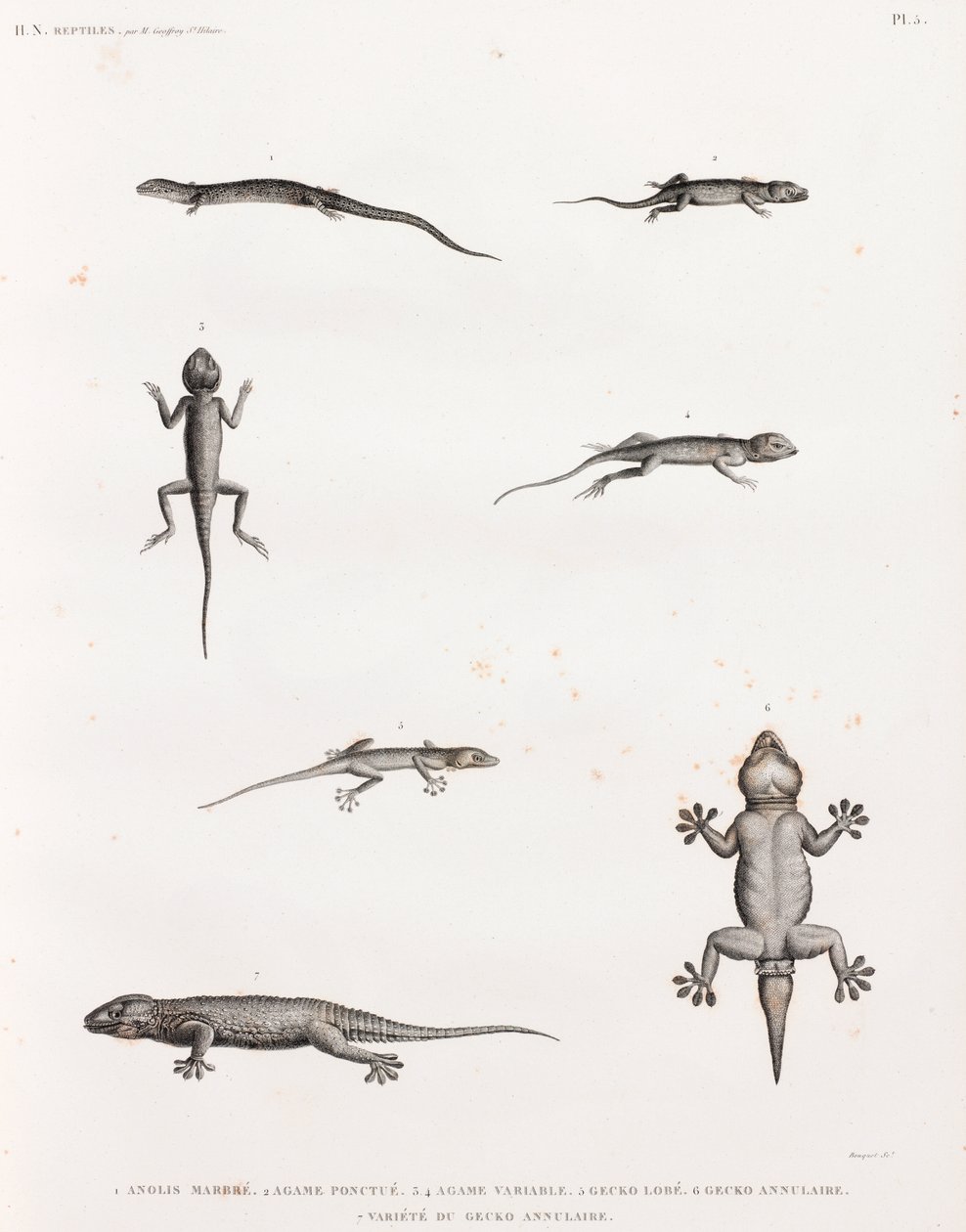 Reptiles : lézards et geckos - Unbekannt