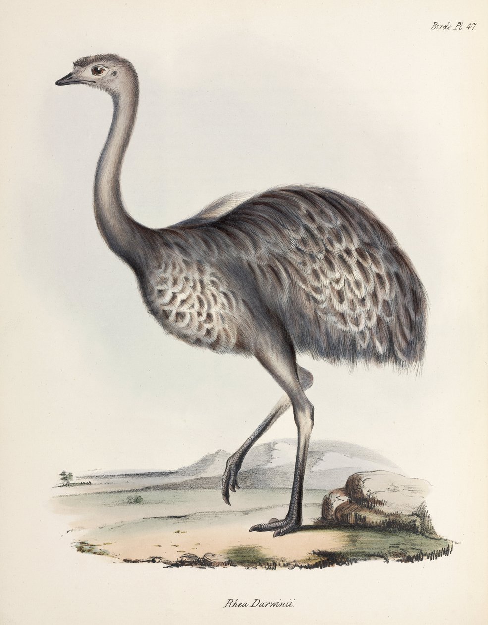 Rhéa, Amérique du Sud, vers 1832-1836 - Unbekannter Künstler