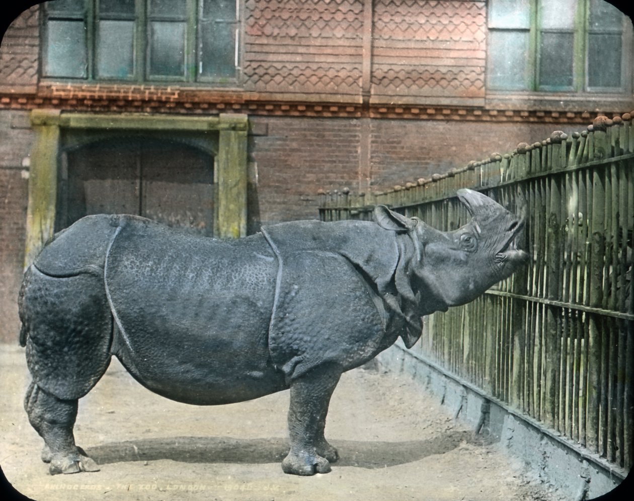 Rhinocéros - Unbekannter Künstler