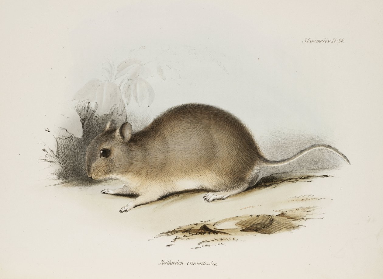 Rongeur, vers 1832-1836 - Unbekannter Künstler