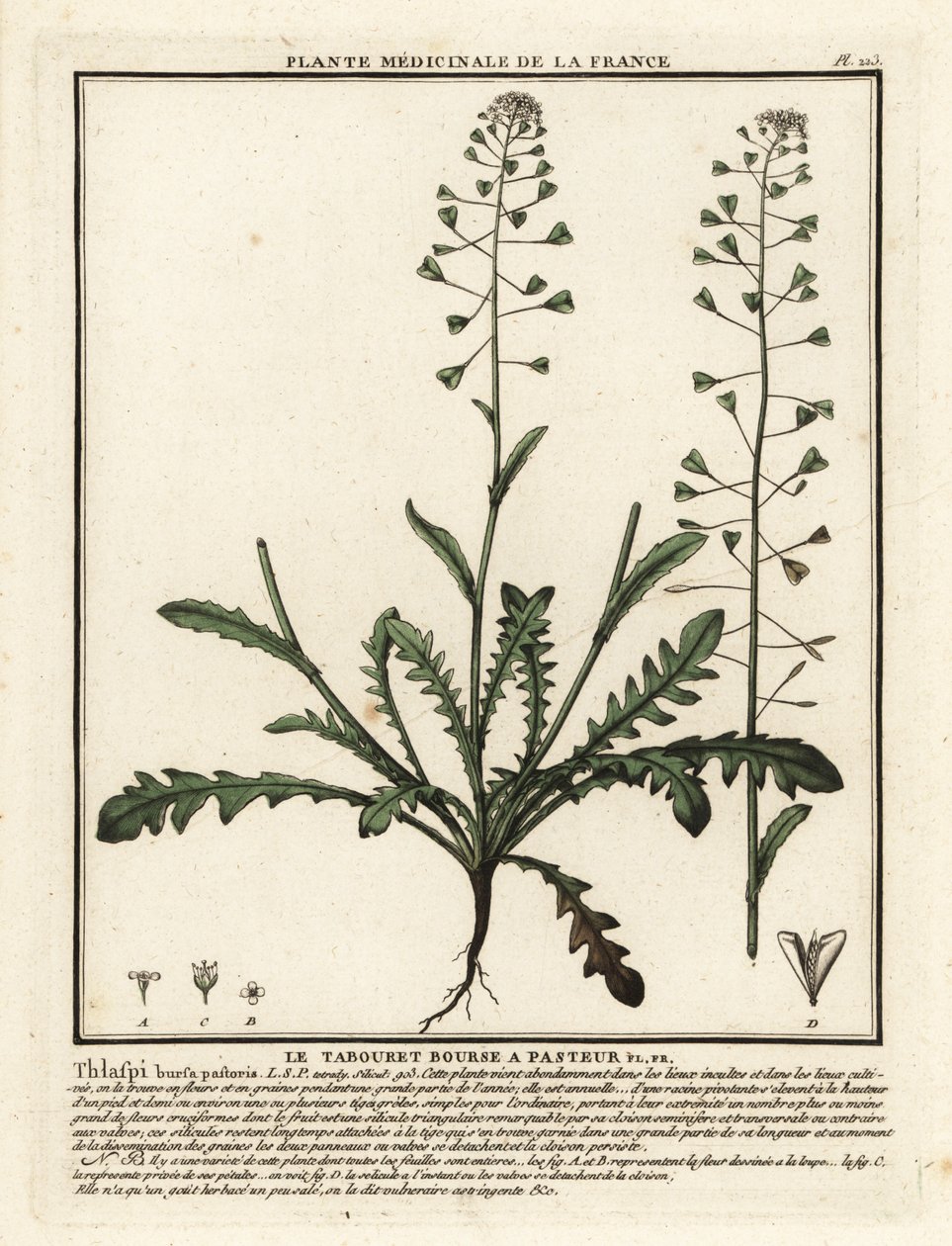 Capselle bourse-à-pasteur, Capsella bursa-pastoris - Unbekannter Künstler