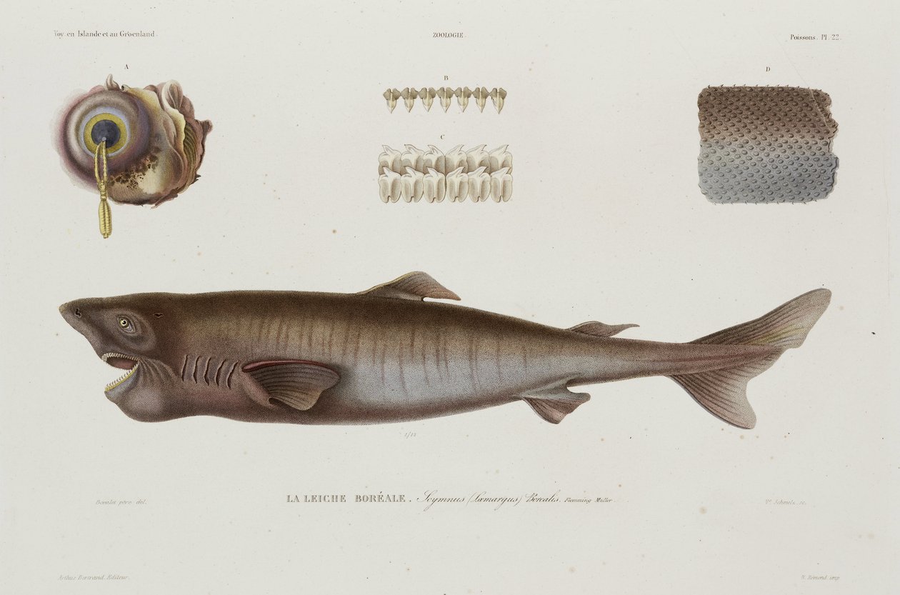 Requin dormeur, Islande, début du 19e siècle - Unbekannter Künstler