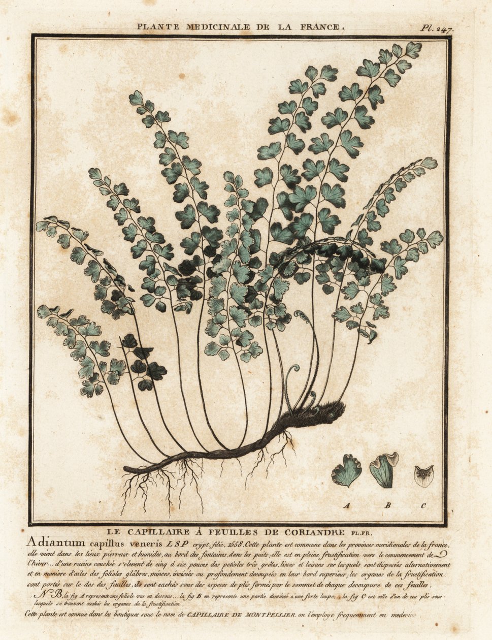 Capillaire de Montpellier, Adiantum capillus-veneris - Unbekannter Künstler