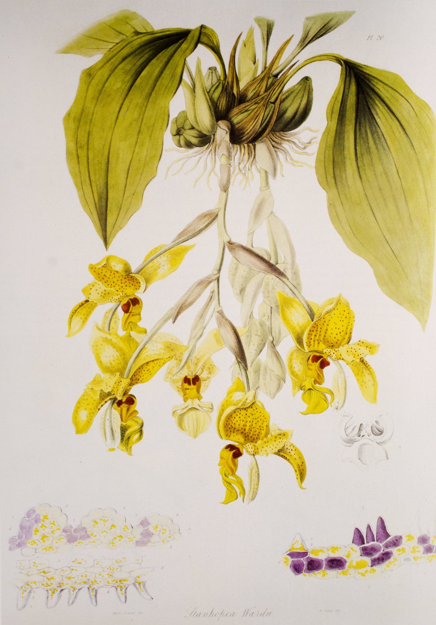 Stanhopea wardii - Unbekannt