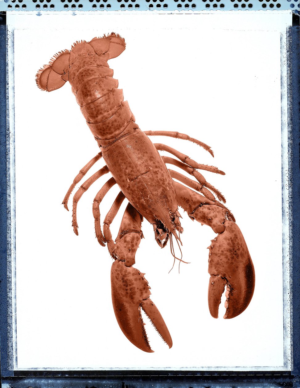 Nature morte de homard - Unbekannt