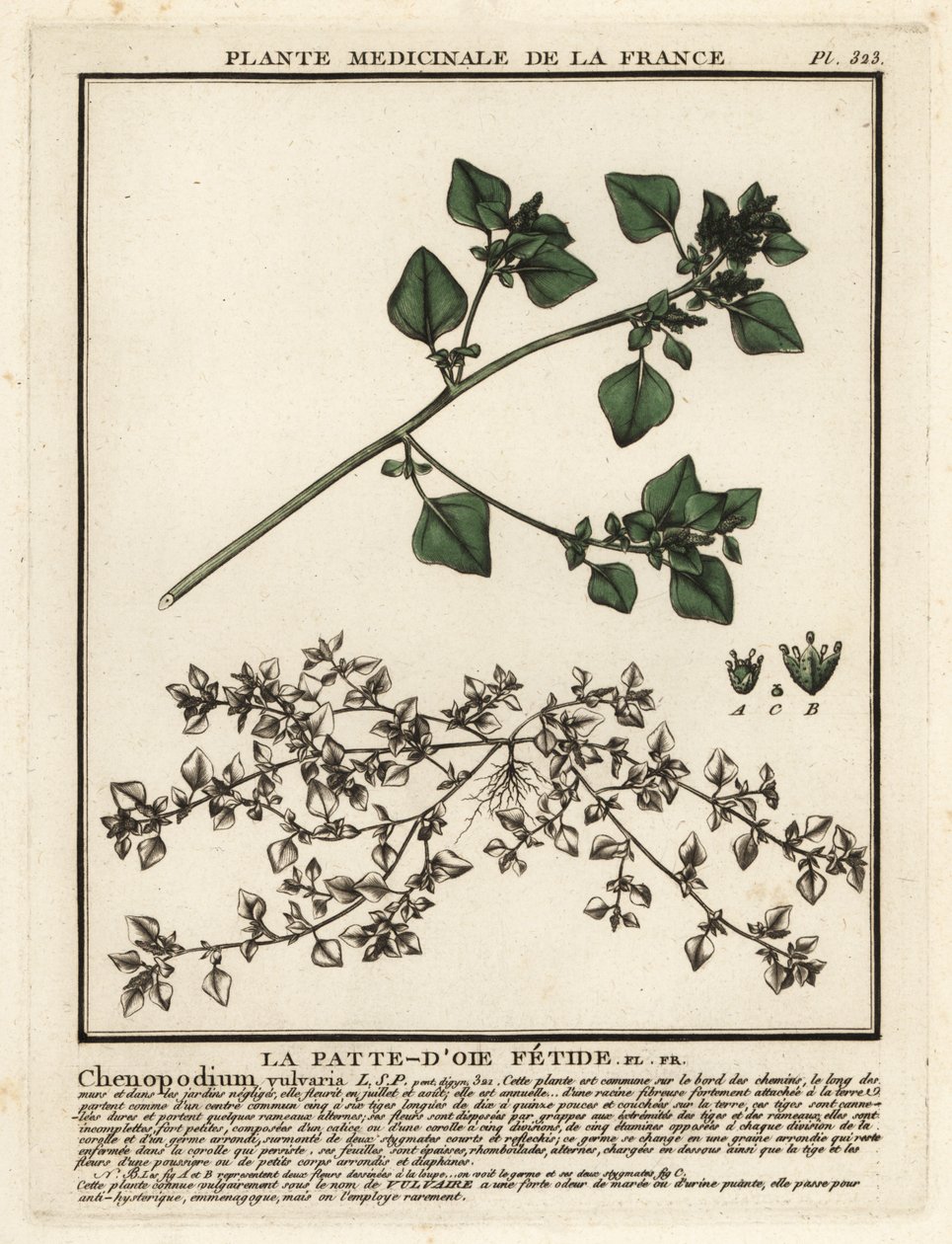 Chénopode fétide, Chenopodium vulvaria - Unbekannter Künstler