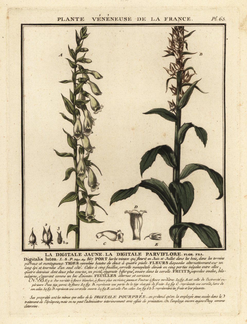 Digitale jaune, Digitalis lutea - Unbekannter Künstler