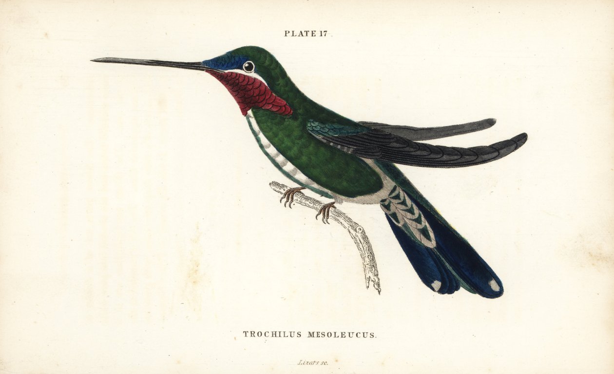 Colibri à gorge rayée, Heliomaster squamosus (Colibri à rayures blanches, Trochilus mesoleucus). Gravure sur acier colorée par William Lizars de la Naturalist