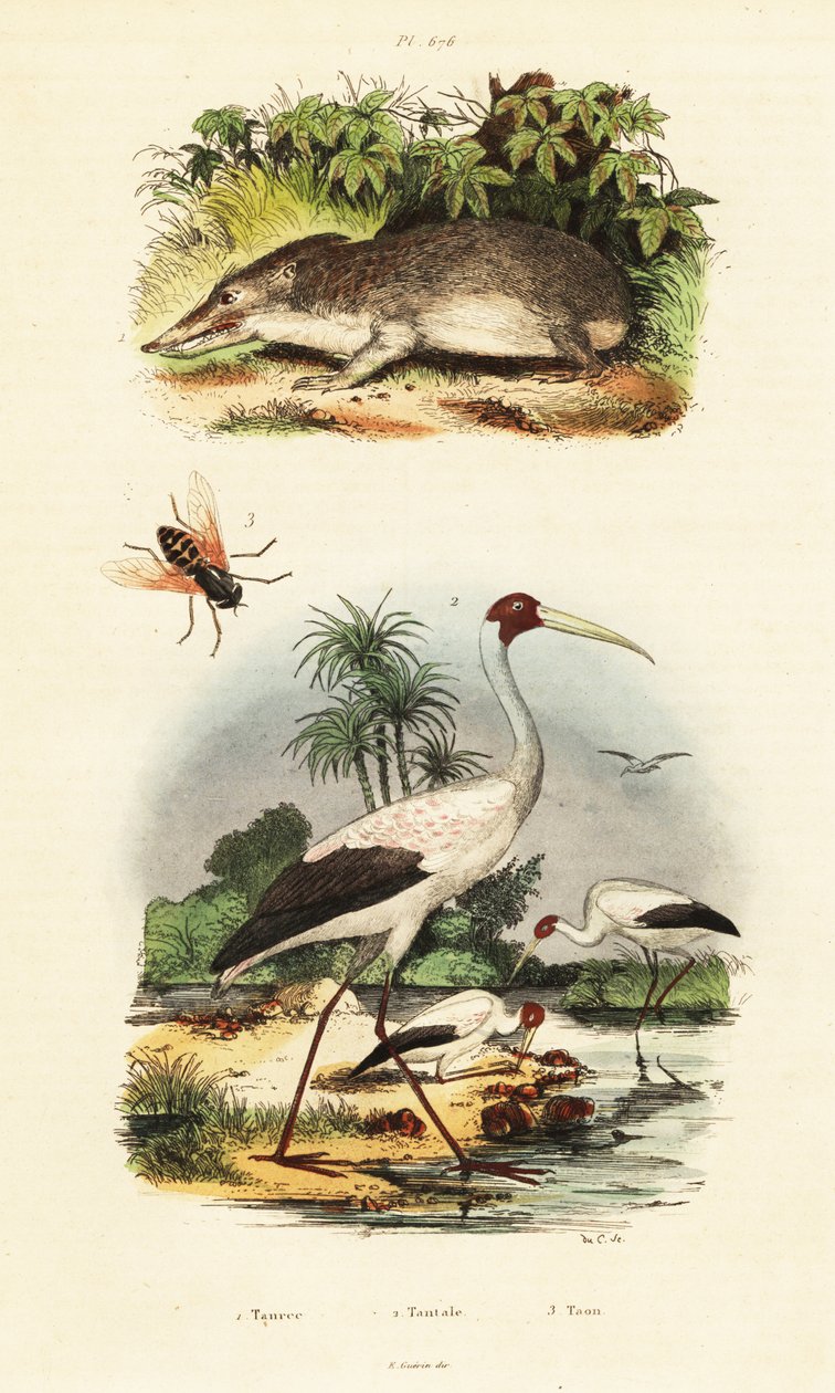 Tenrec, cigogne et taon.,1834-1839 (gravure) - Unbekannter Künstler