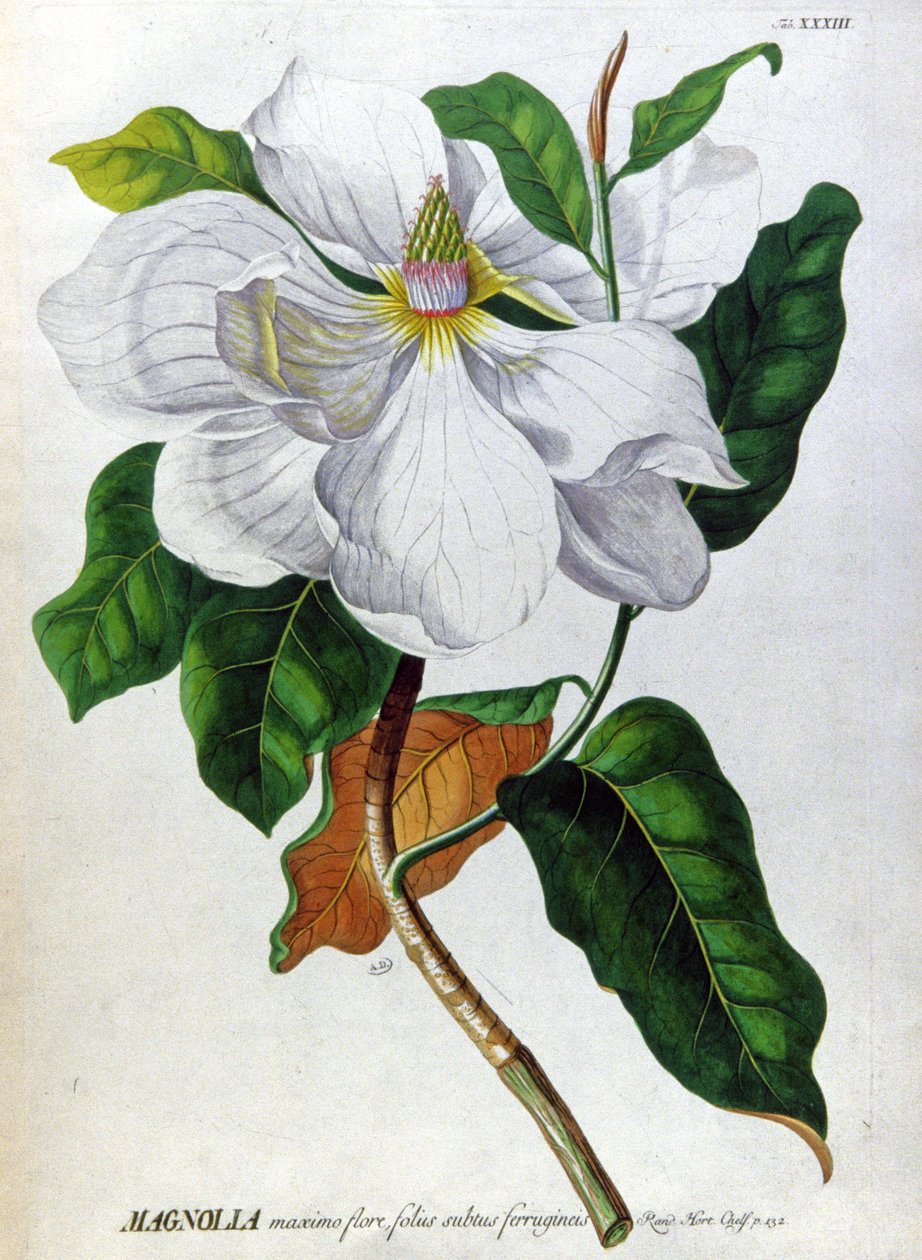 Le Magnolia - Unbekannter Künstler