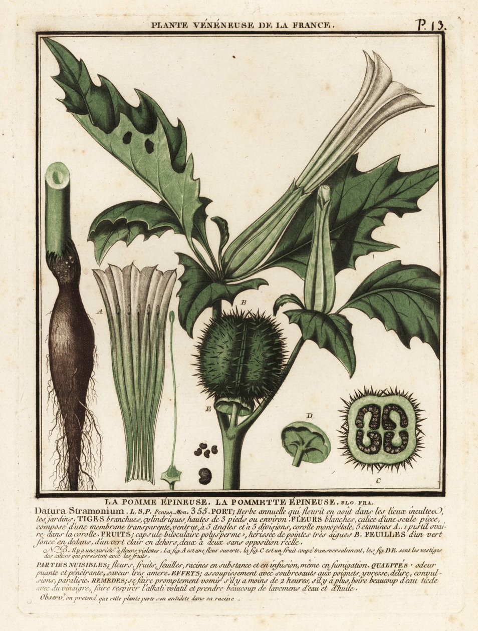 Datura stramoine, Datura stramonium - Unbekannter Künstler