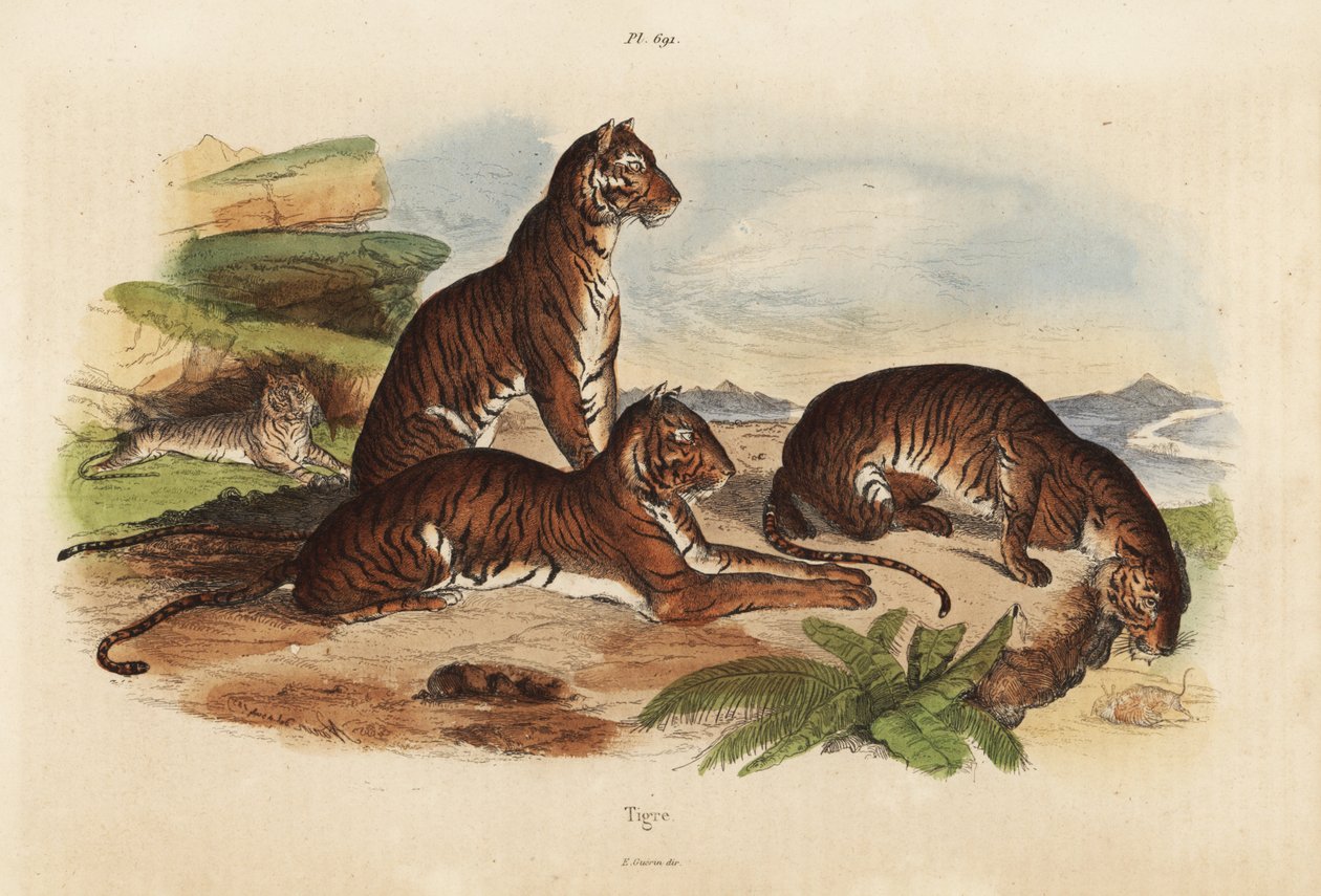 Tigres, Panthera tigris, en danger - Unbekannt