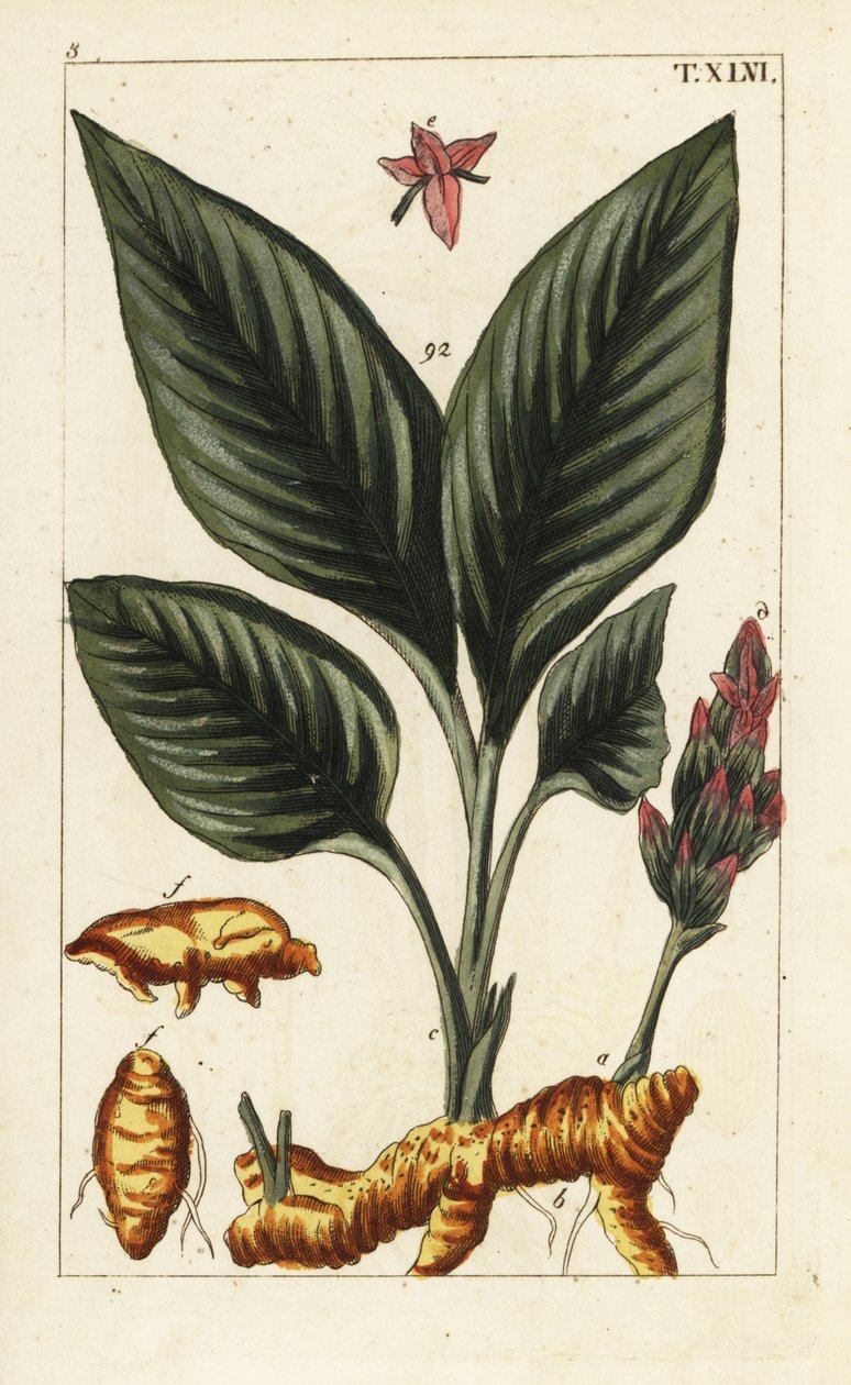 Curcuma, Curcuma longa - Unbekannter Künstler
