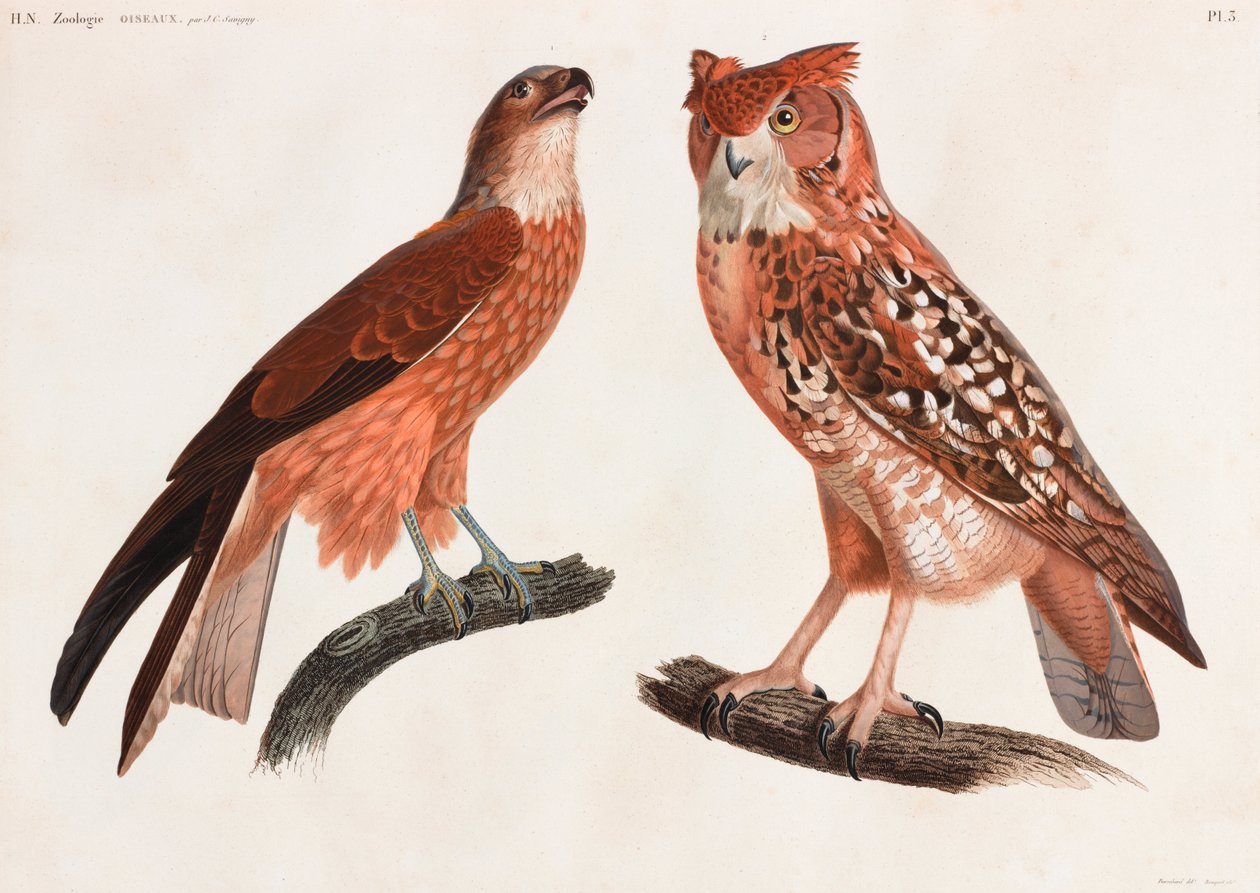 Deux illustrations en couleur d