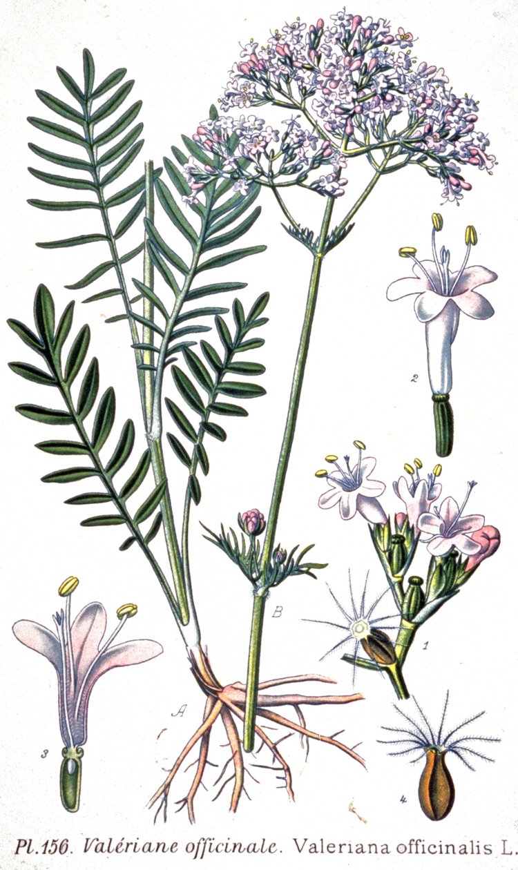 Valériane officinale, c.1880-1900 (gravure) - Unbekannter Künstler