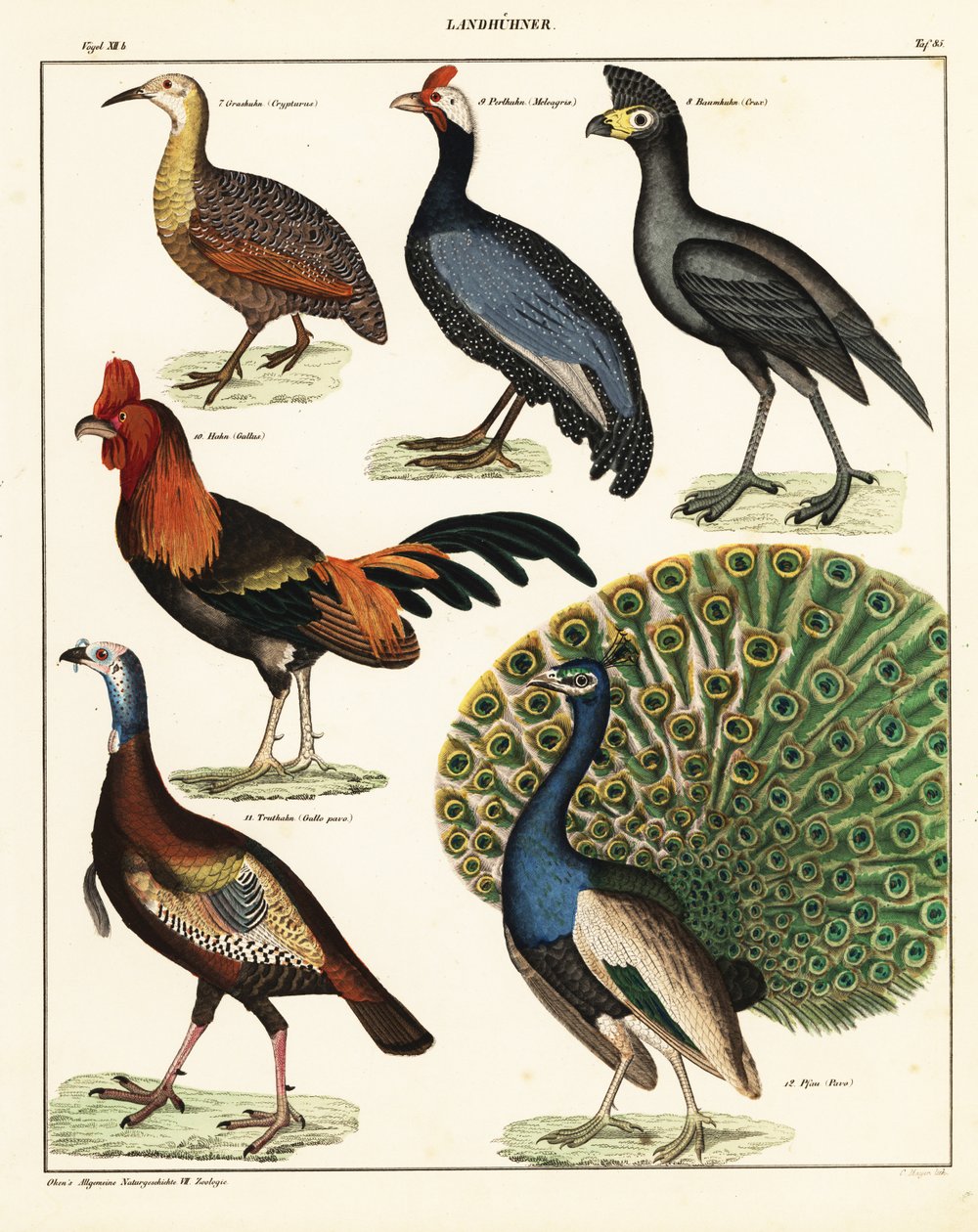 Variétés d