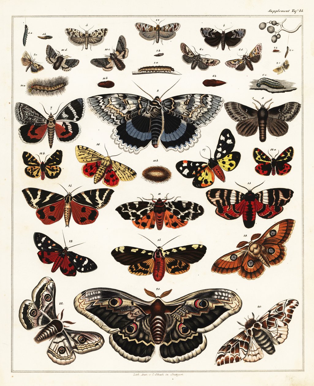 Variétés de papillons, mites, etc., 1841 (lithographie) - Unbekannter Künstler