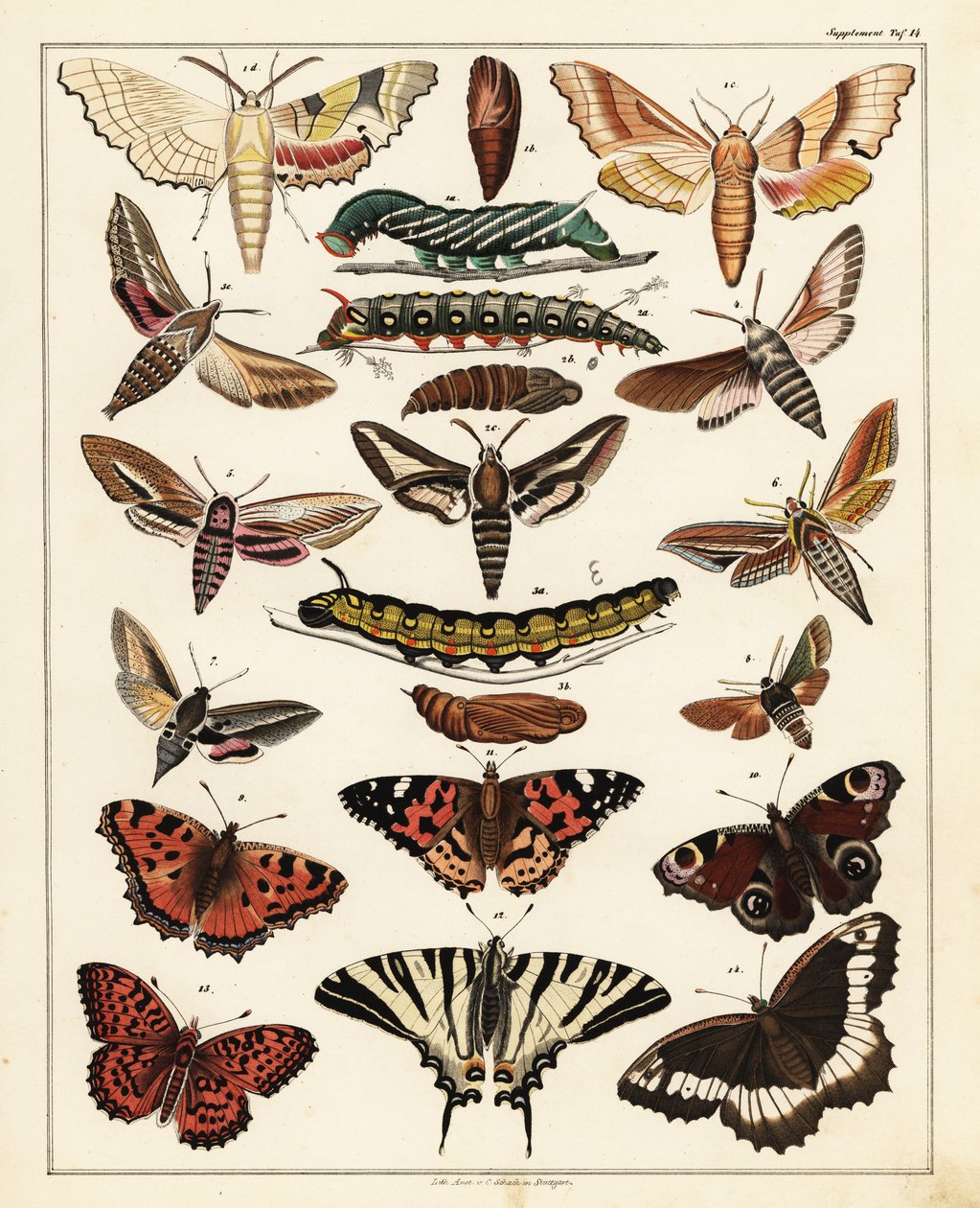 Variétés de papillons, mites, etc. - Unbekannter Künstler