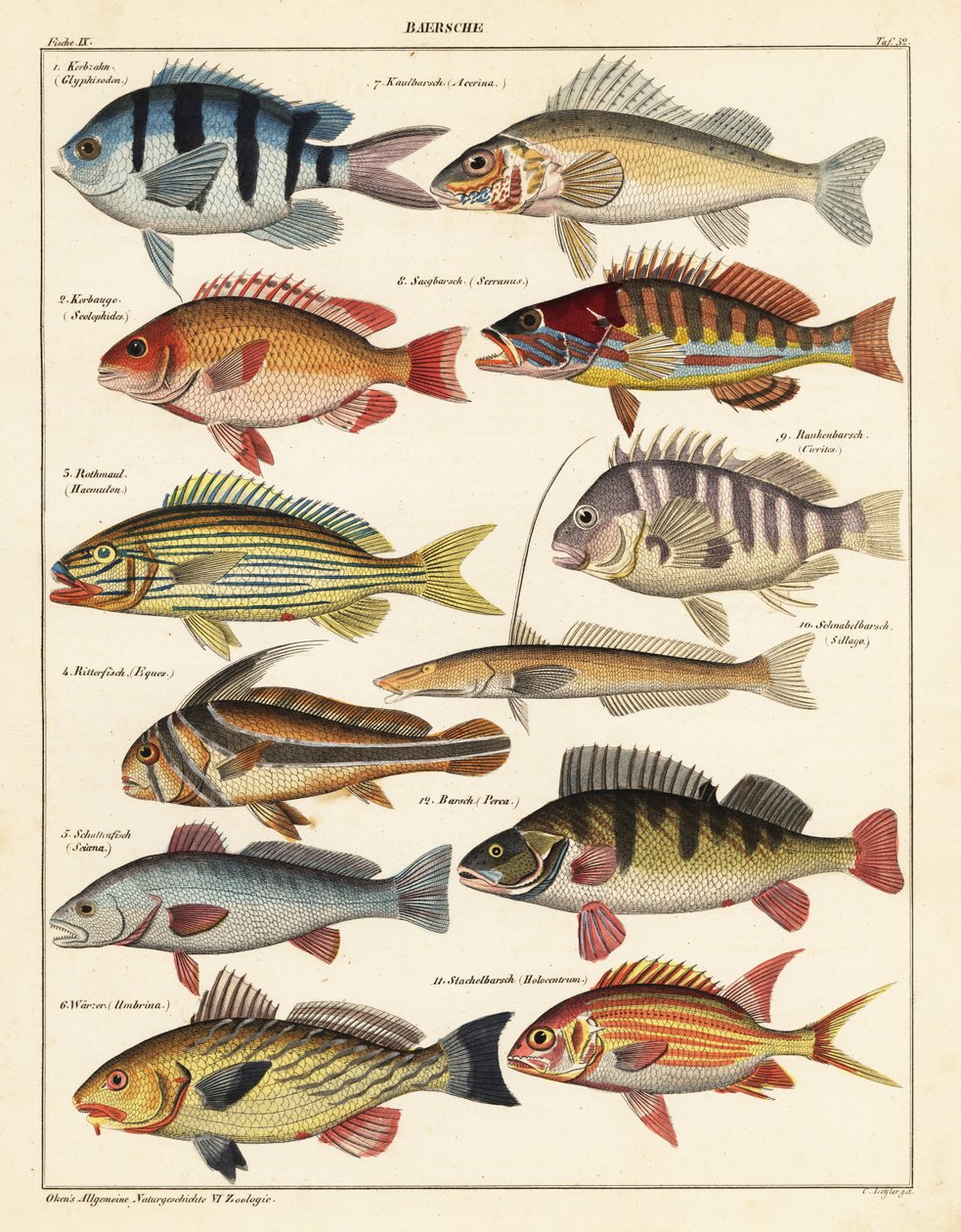 Variétés de poissons - Unbekannter Künstler