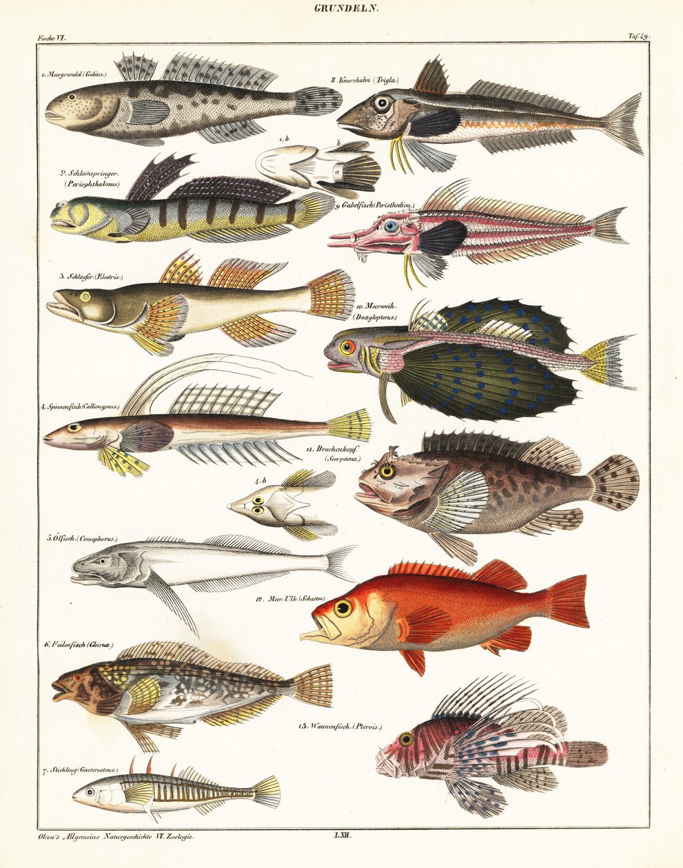 Variétés de poissons - Unbekannter Künstler