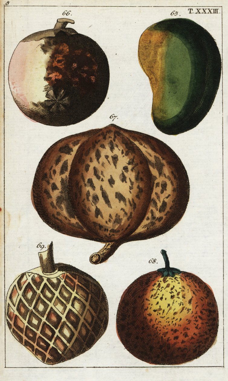Variétés de fruits tropicaux - Unbekannter Künstler