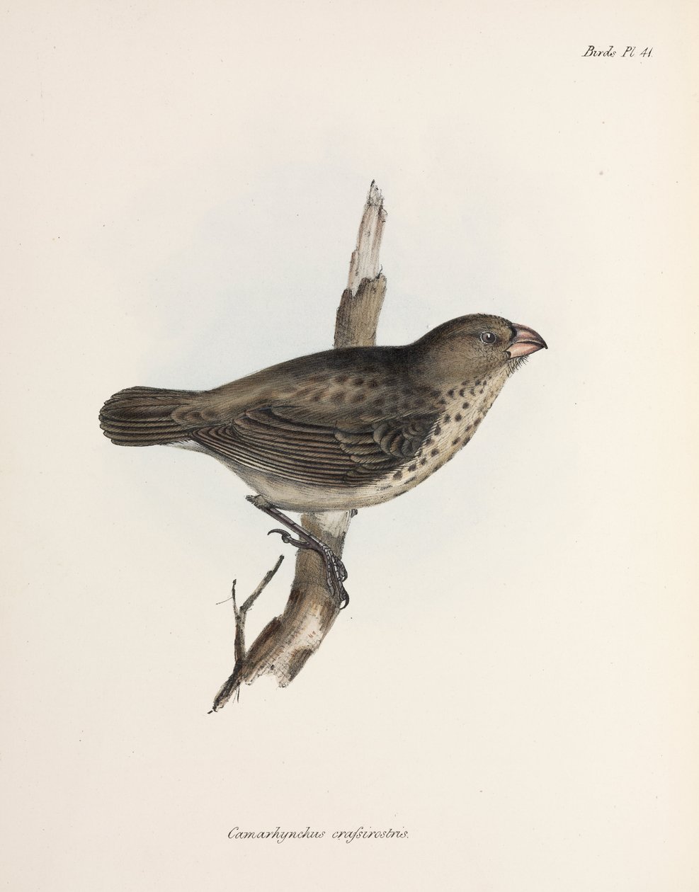 Pinson végétarien, îles Galápagos, vers 1832-1836 - Unbekannt