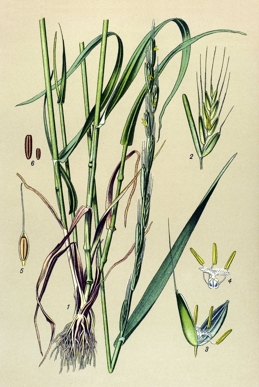 Plante vénéneuse (toxique) : ivraie enivrante (Lolium temulentum) - Unbekannter Künstler