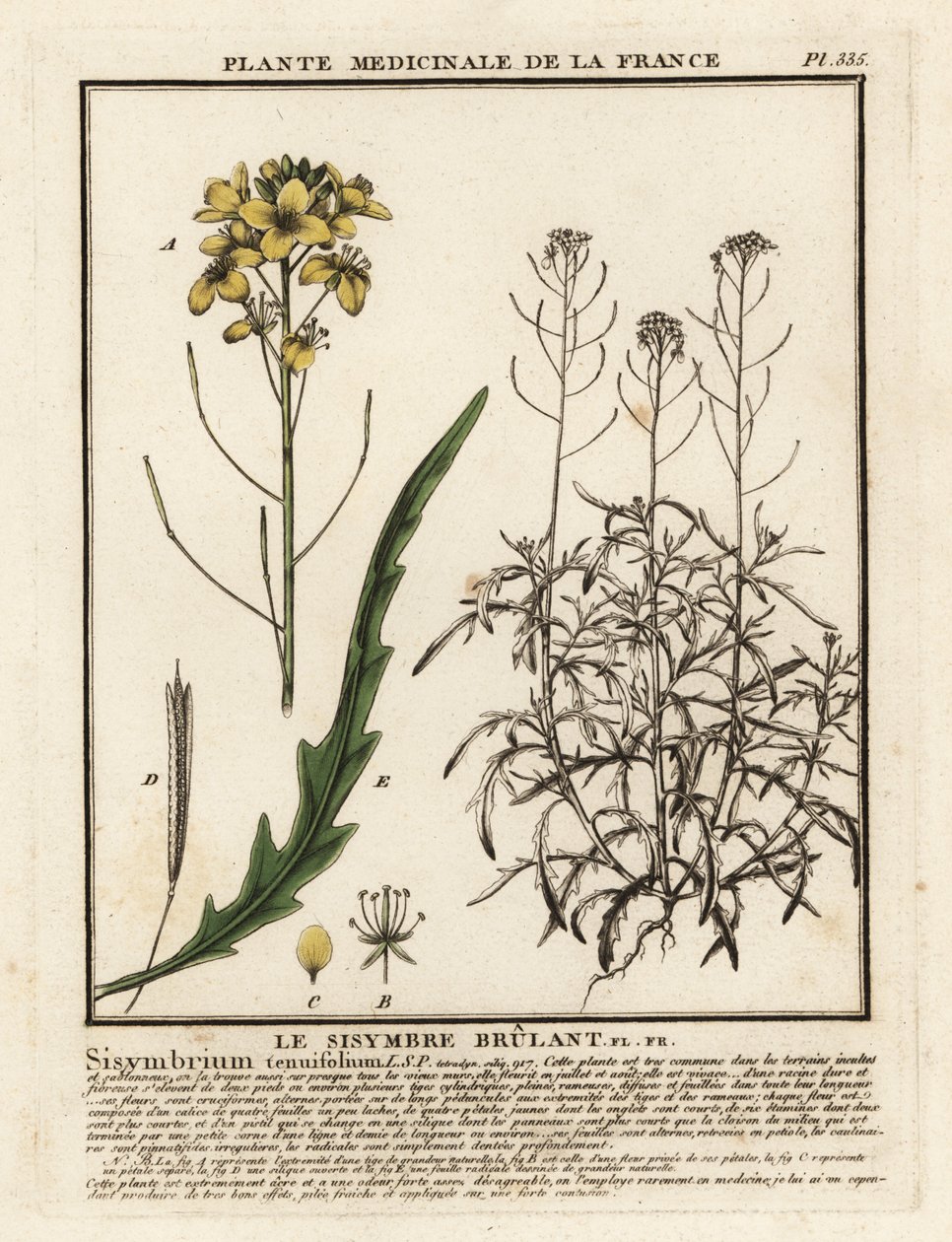 Roquette sauvage, Diplotaxis tenuifolia - Unbekannter Künstler