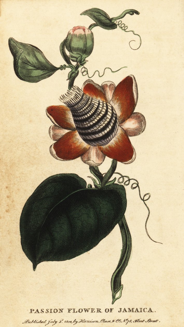 Passiflore à tige ailée, Passiflora elata (gravure) - Unbekannter Künstler