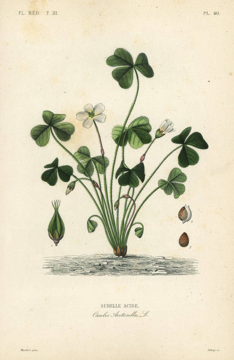 Surelle acide, Oxalis acetosella - Unbekannt