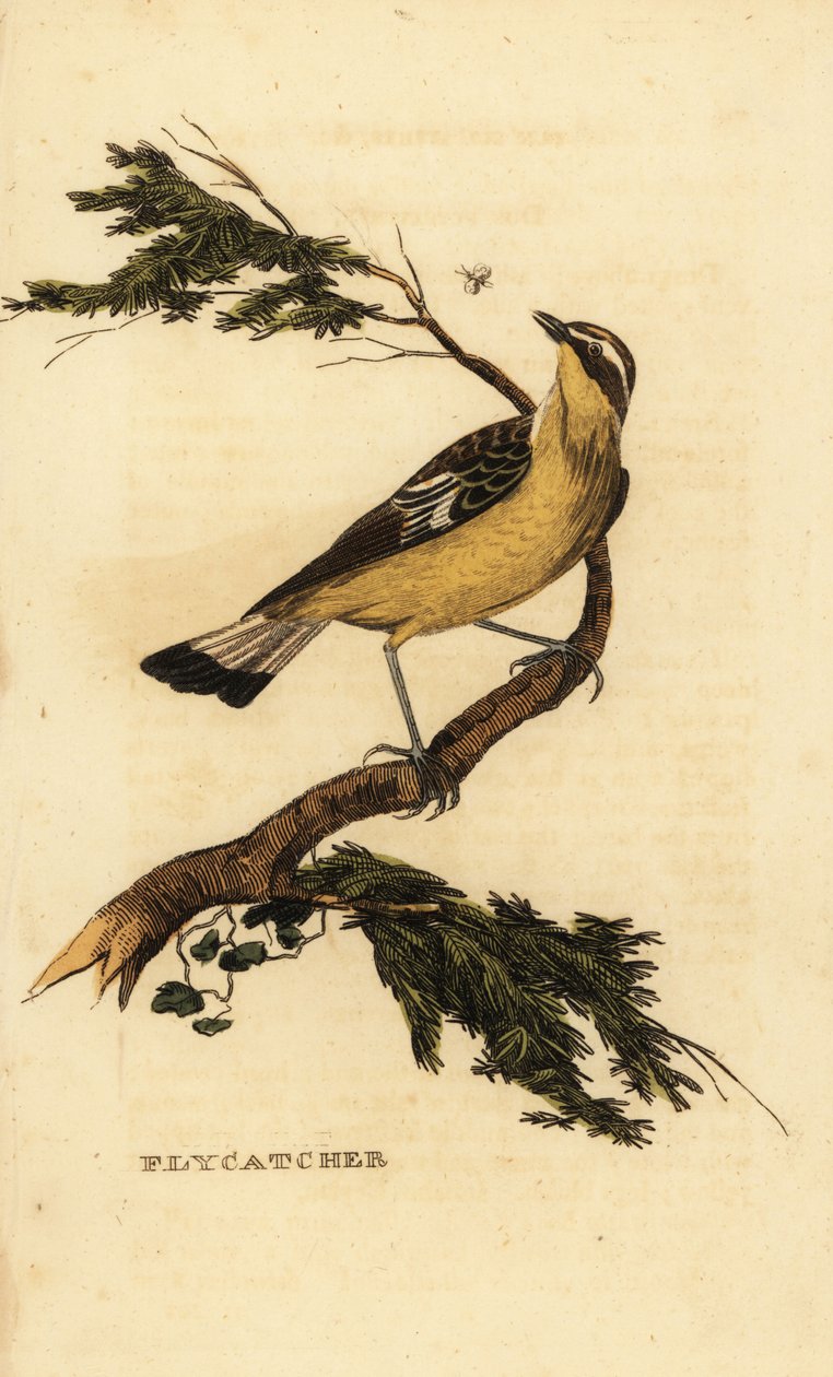 Gobemouche à croupion jaune, Ficedula zanthopygia. 1815 (gravure) - Unbekannter Künstler
