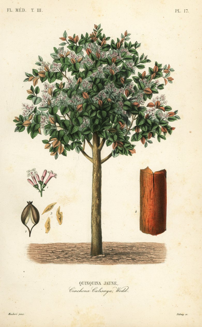 Quinquina jaune, Cinchona calisaya - Unbekannt