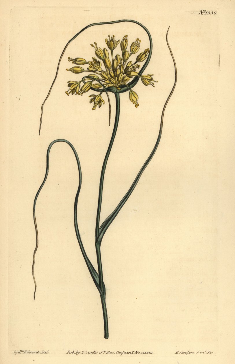 Ail jaune, Allium flavum - Unbekannt