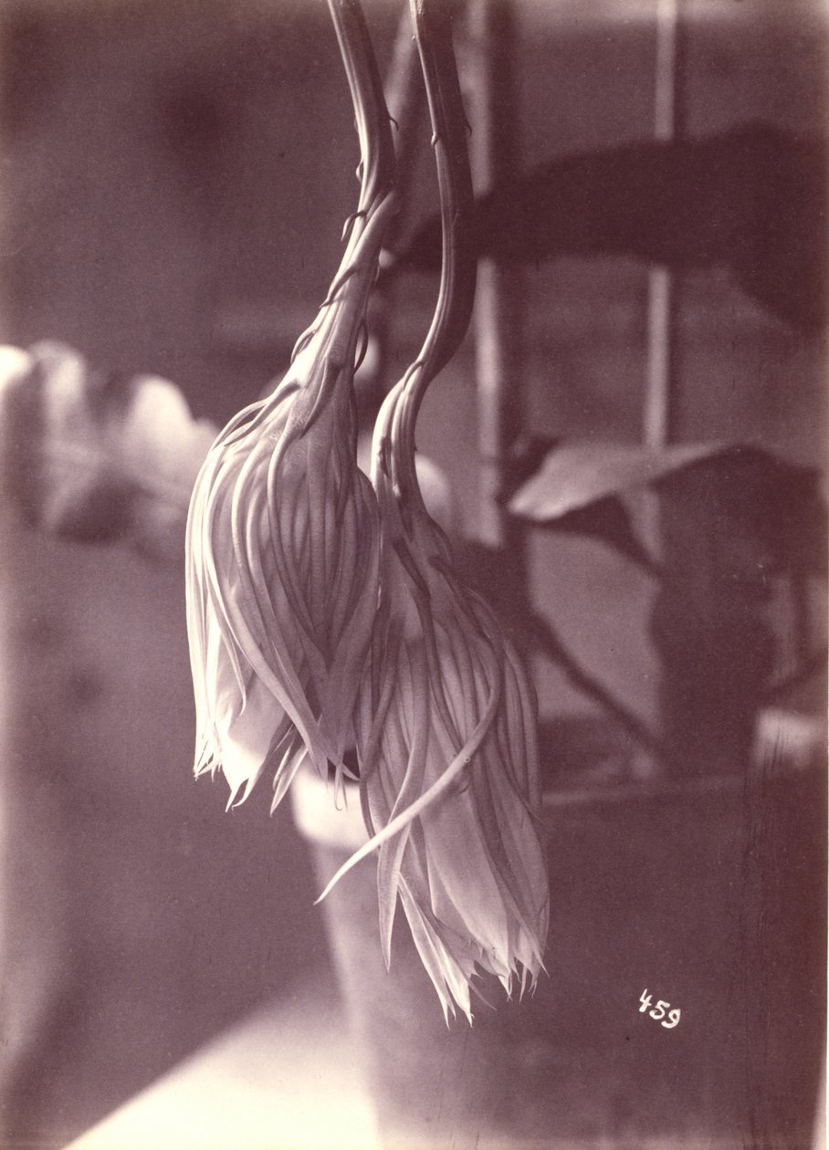 [Cereus à floraison nocturne, fermé après la floraison] - Unidentified