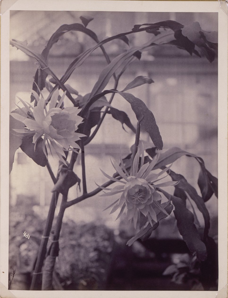[Cereus à floraison nocturne, en fleur] - Unidentified