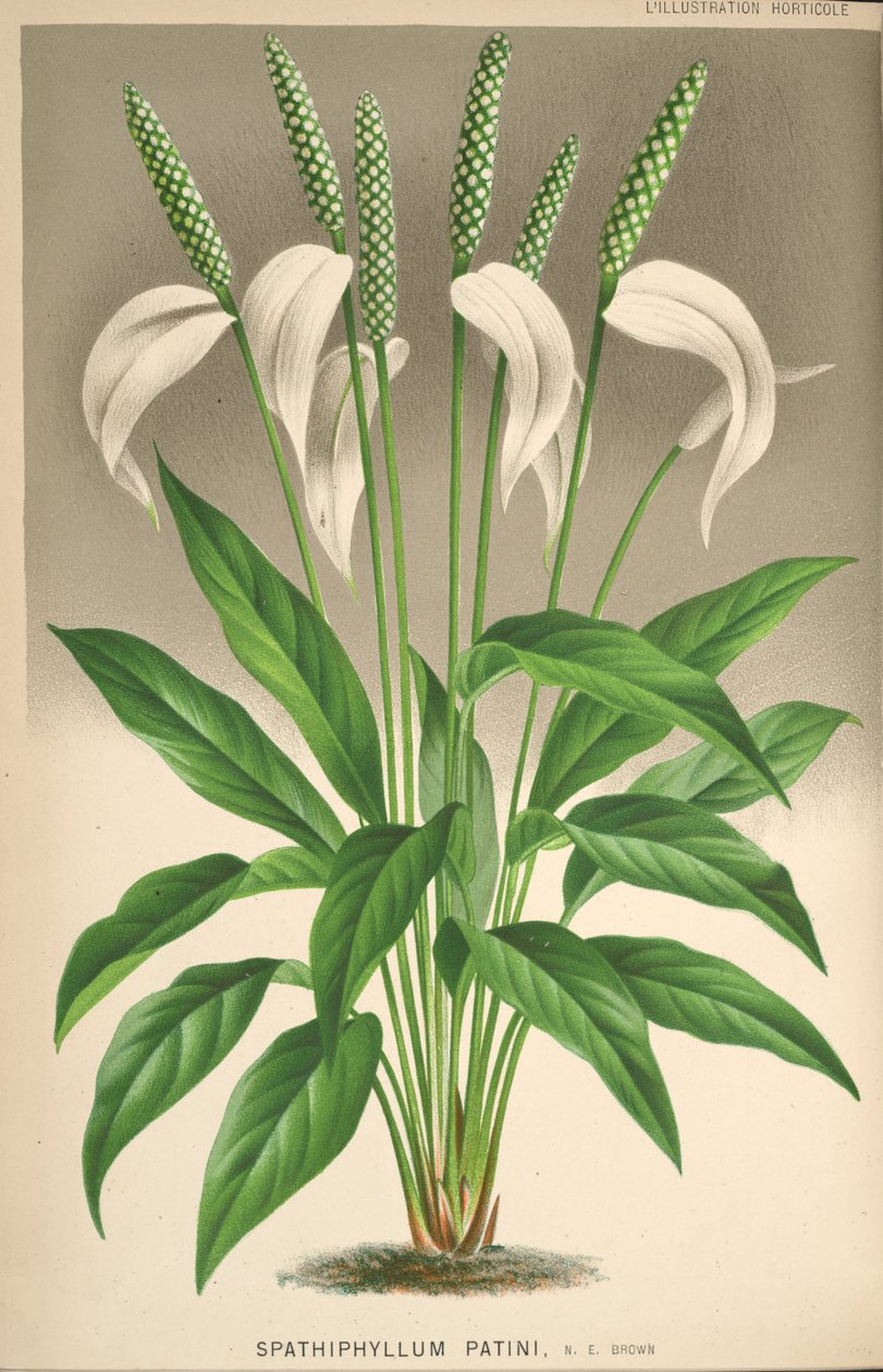 Spathiphyllum patinii - Unknown
