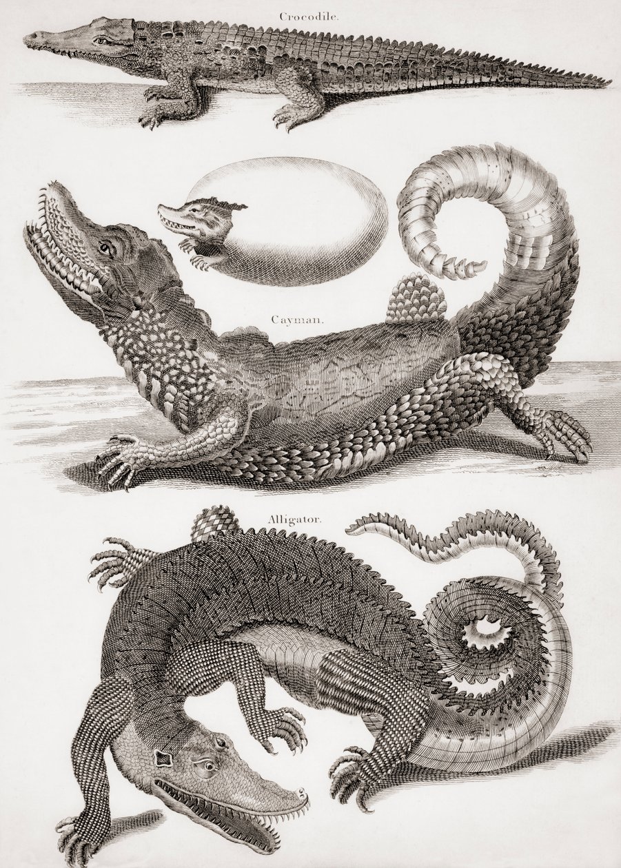 Crocodilia : Crocodile, Caïman et Alligator - Unbekannt Unbekannt