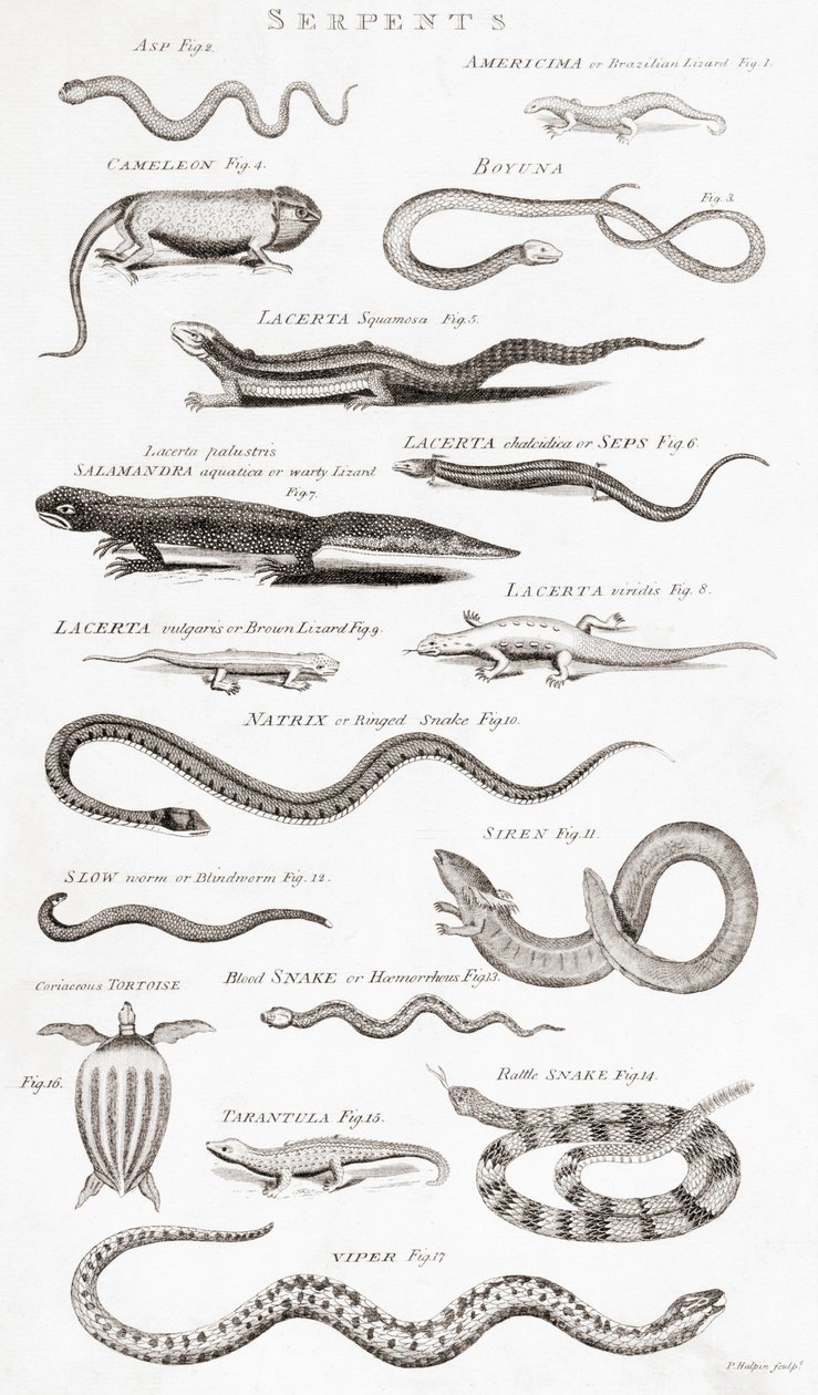 Différents types de reptiles - Unbekannt Unbekannt