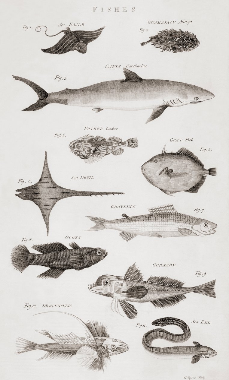 Différents types de poissons - Unbekannt Unbekannt