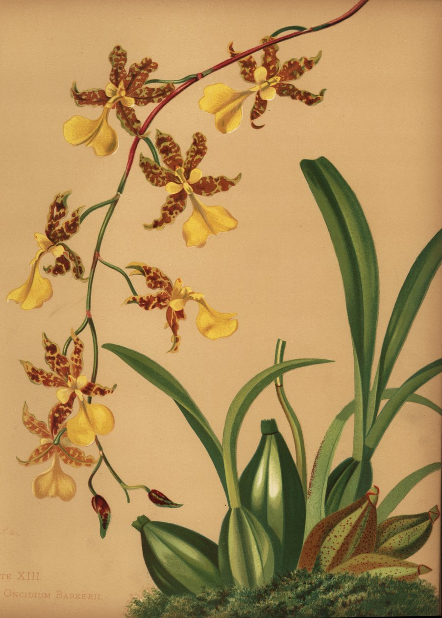 Orchidée dame dansante, Oncidium tigrinum (Oncidium barkerii) - Unknown